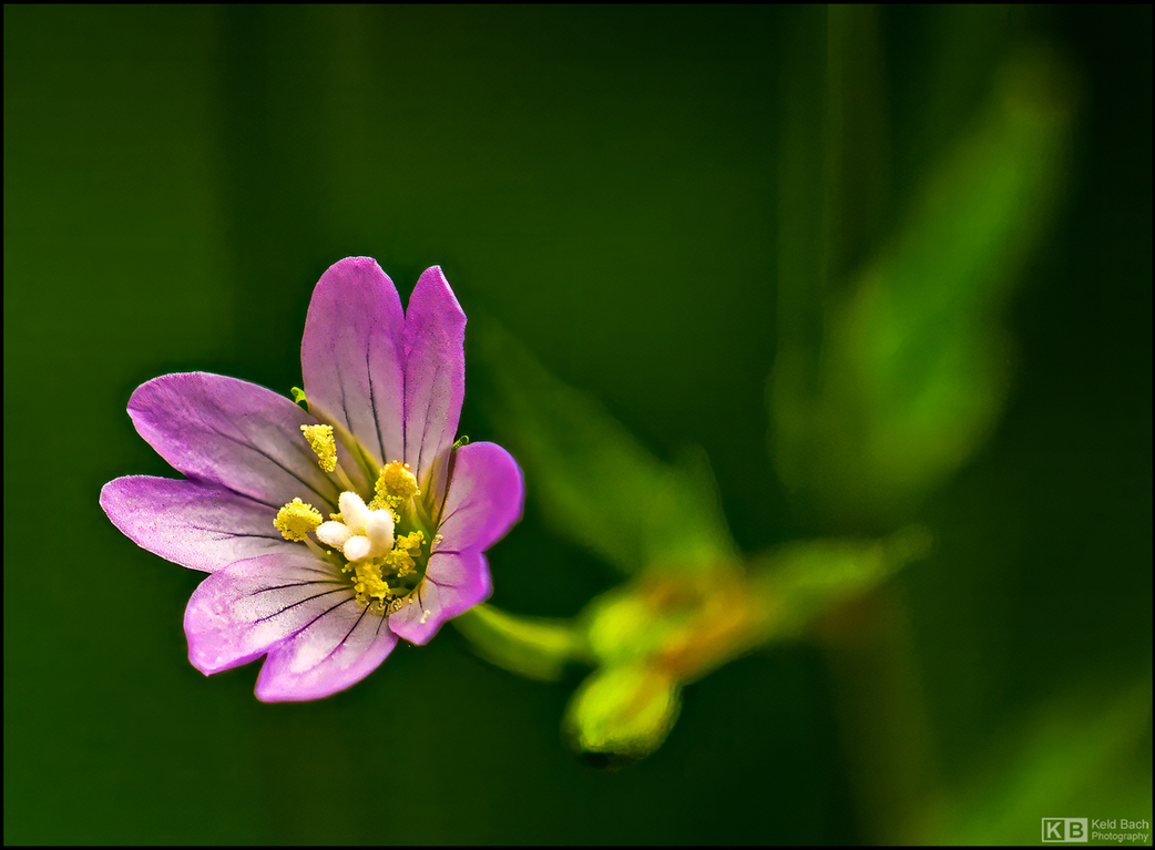 Time for the Willowherbs to Start Blooming