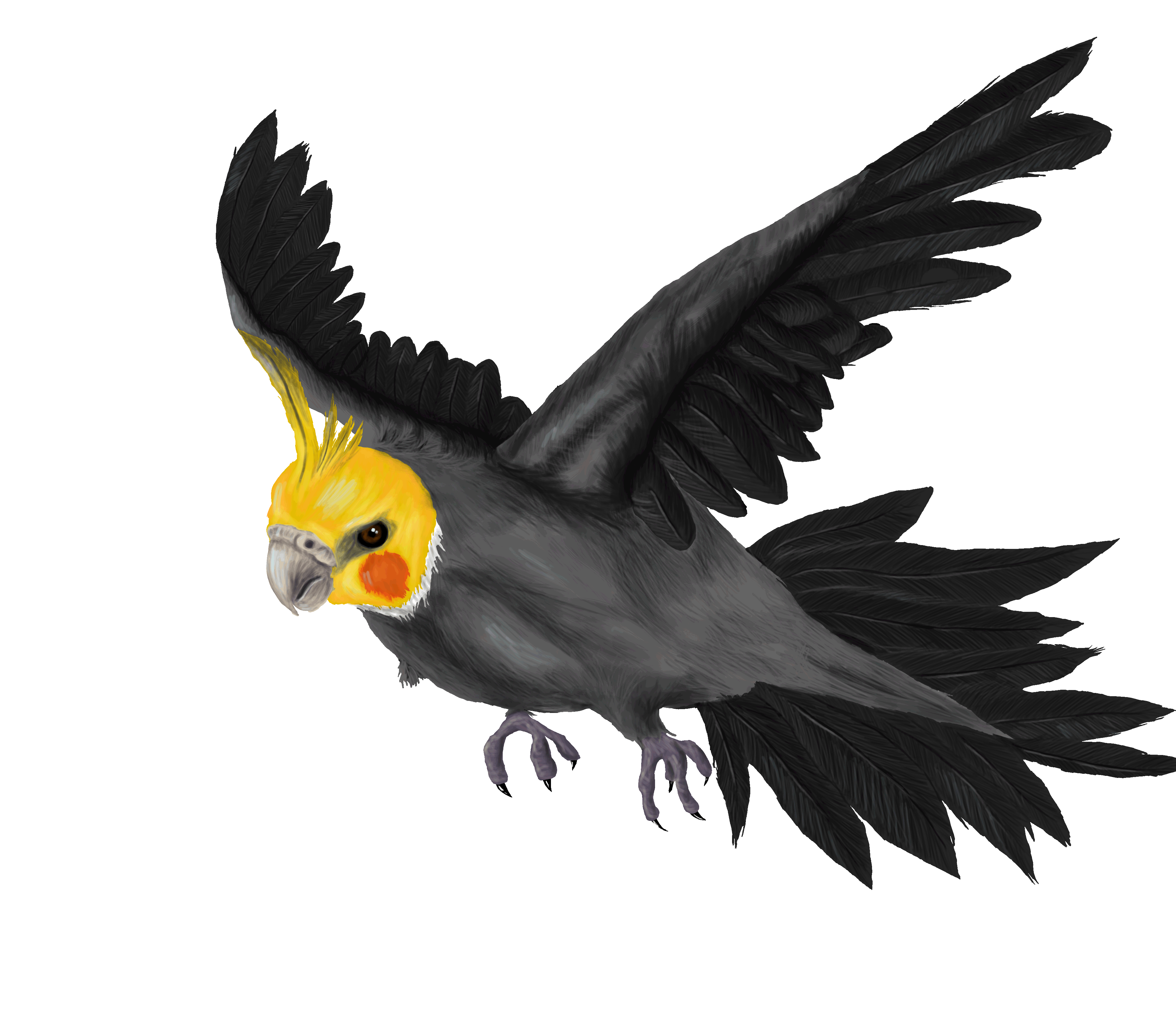 Cockatiel