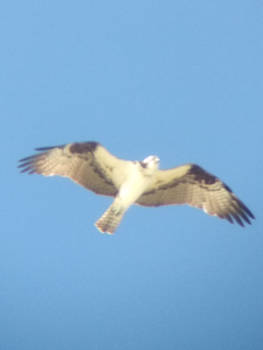 An Osprey Flying Over Head!