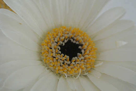 'Gerbera' Flower - Zoom