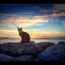 Sunset and a Cat