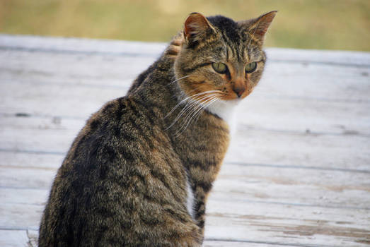 striped cat