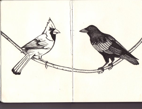 Old Crows Young Cardinals By Devyntyne On Deviantart