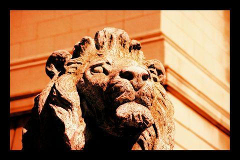 Lion in Amber