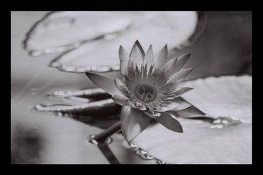 Water Flower