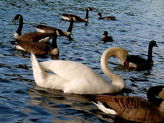 SWAN and GEESE