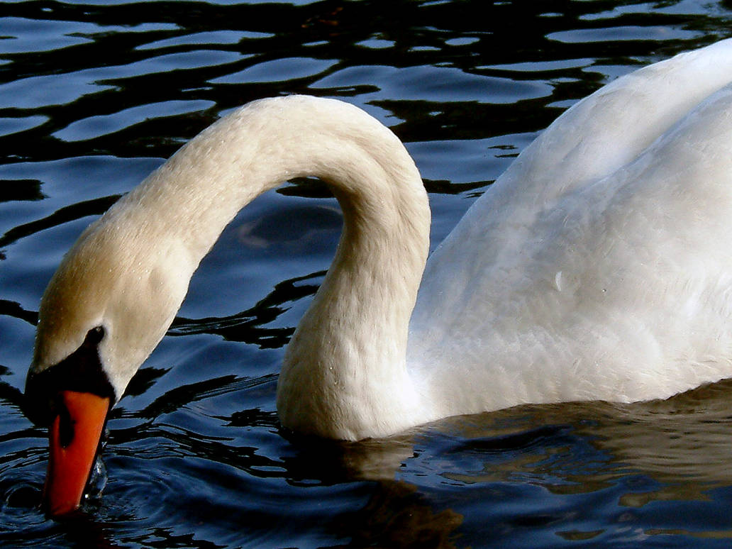 SWAN HEAD