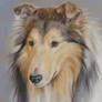 Rough Collie