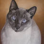 Siamese Cat Portrait