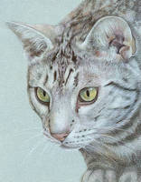 Ocicat