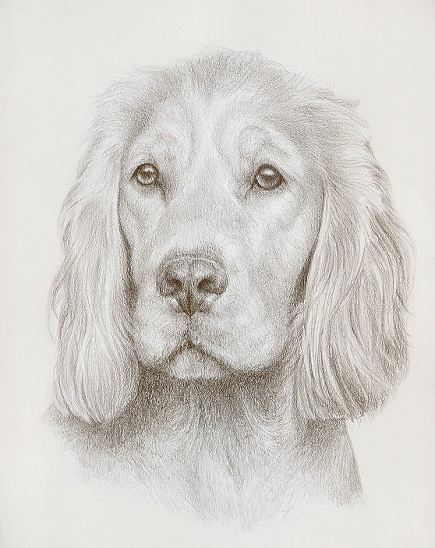 Spaniel