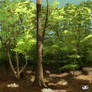 Forest Painting Attempt