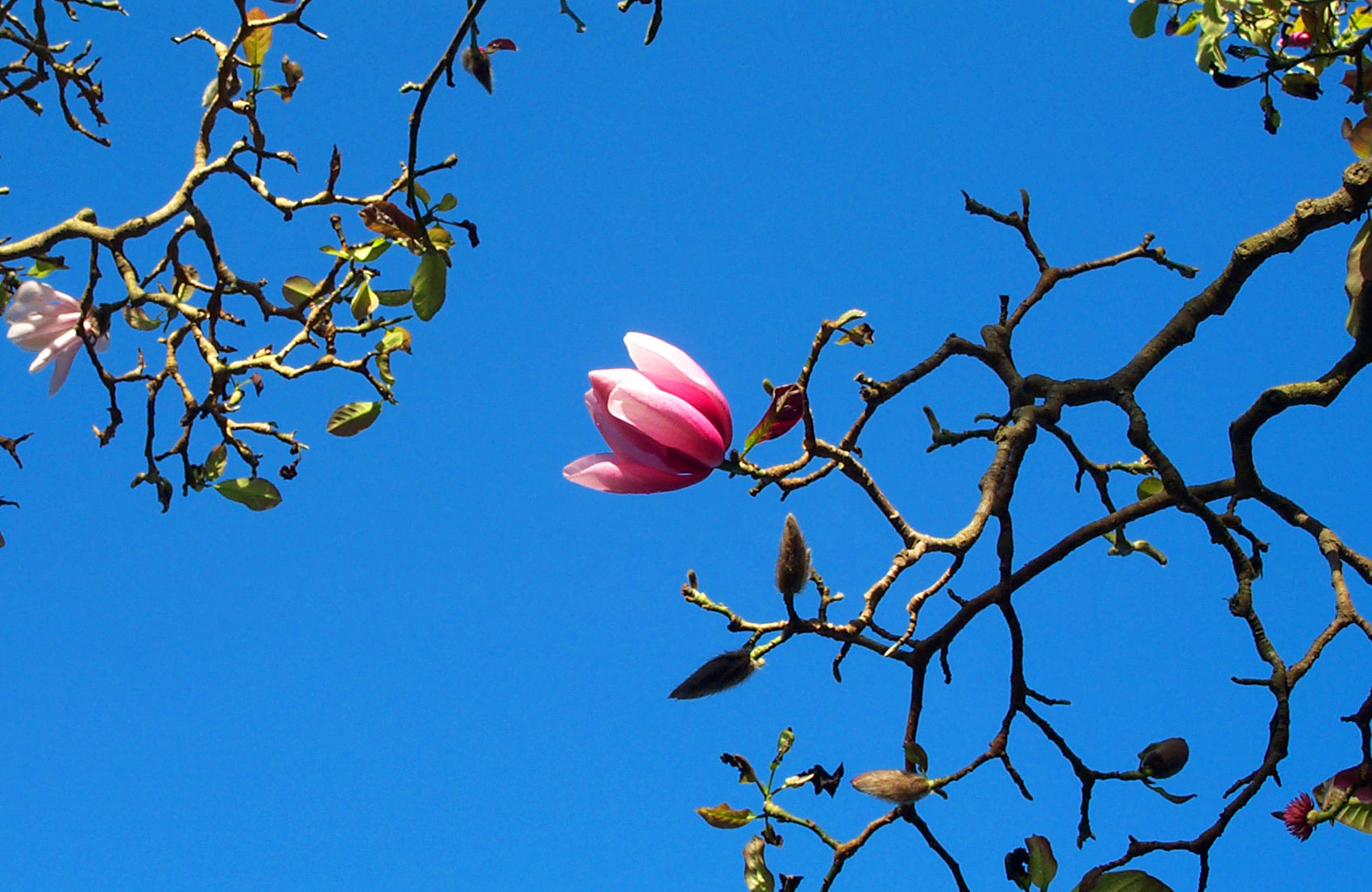 Cherry-flavor magnolia blossom