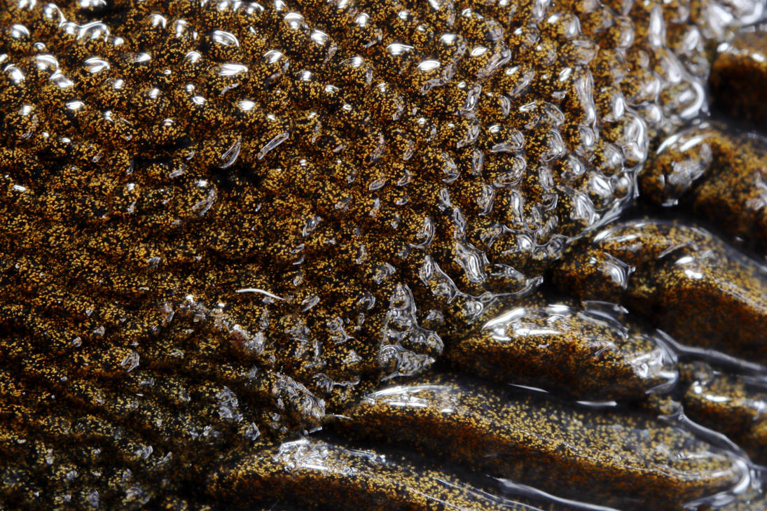 gold flecked slug skin by JustinZellmer on DeviantArt