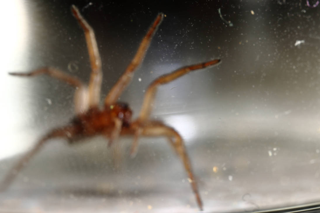 Spider lab by JustinZellmer on DeviantArt