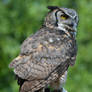Great Horned Owl 1