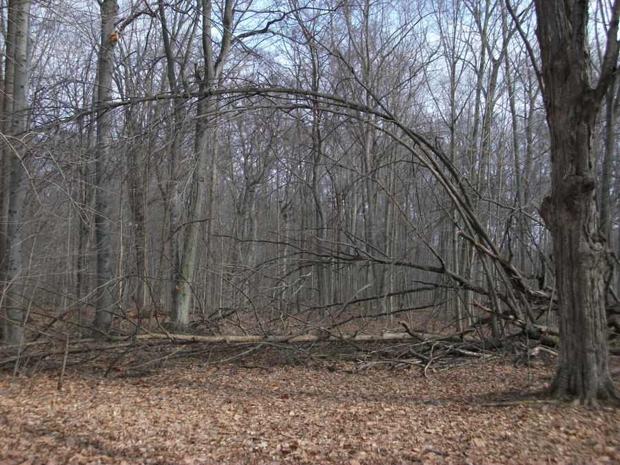 Curver Tree Curved Tree by Sutashii on DeviantArt