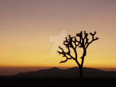 Desert Beauty