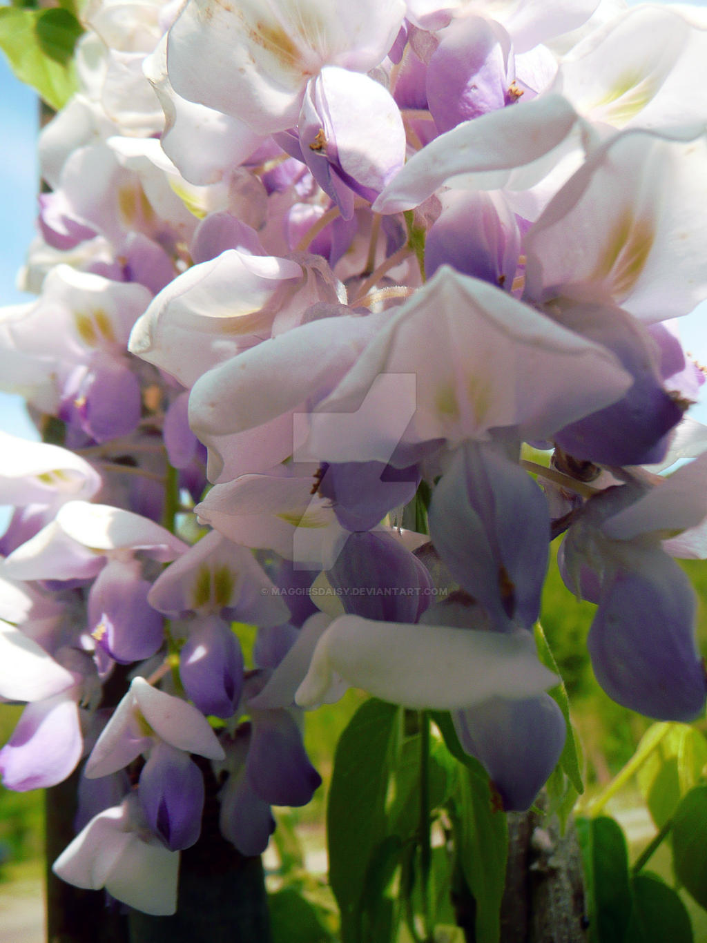 Wisteria Close Up