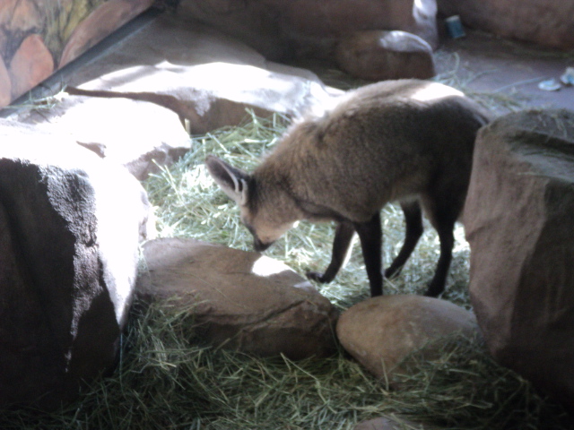 Bat eared Fox