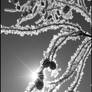 Hoar Frost II