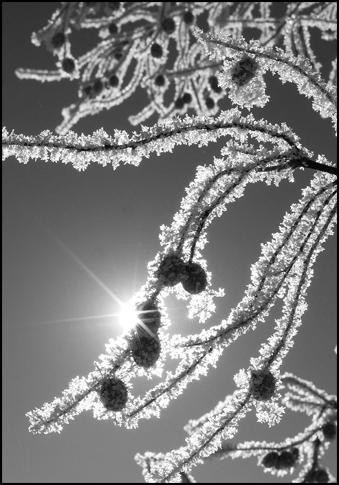 Hoar Frost II