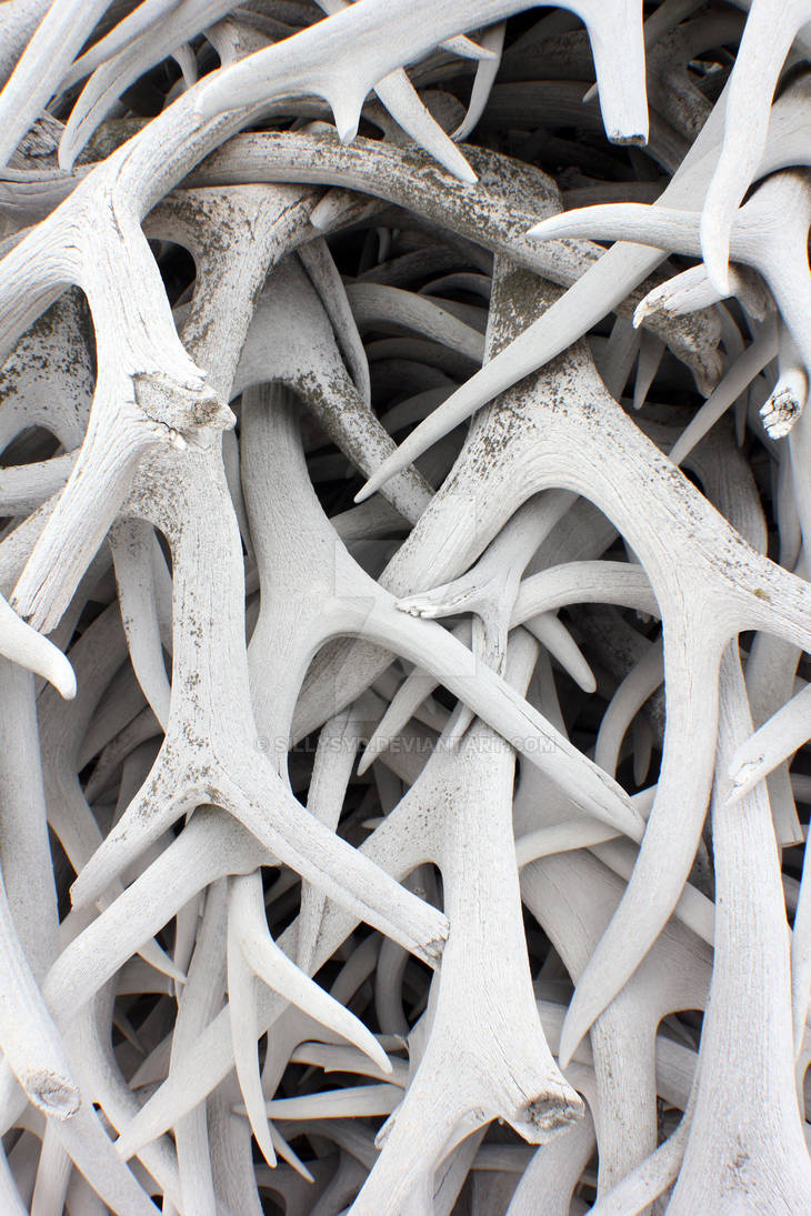 Dear Antlers by sillysyd on DeviantArt