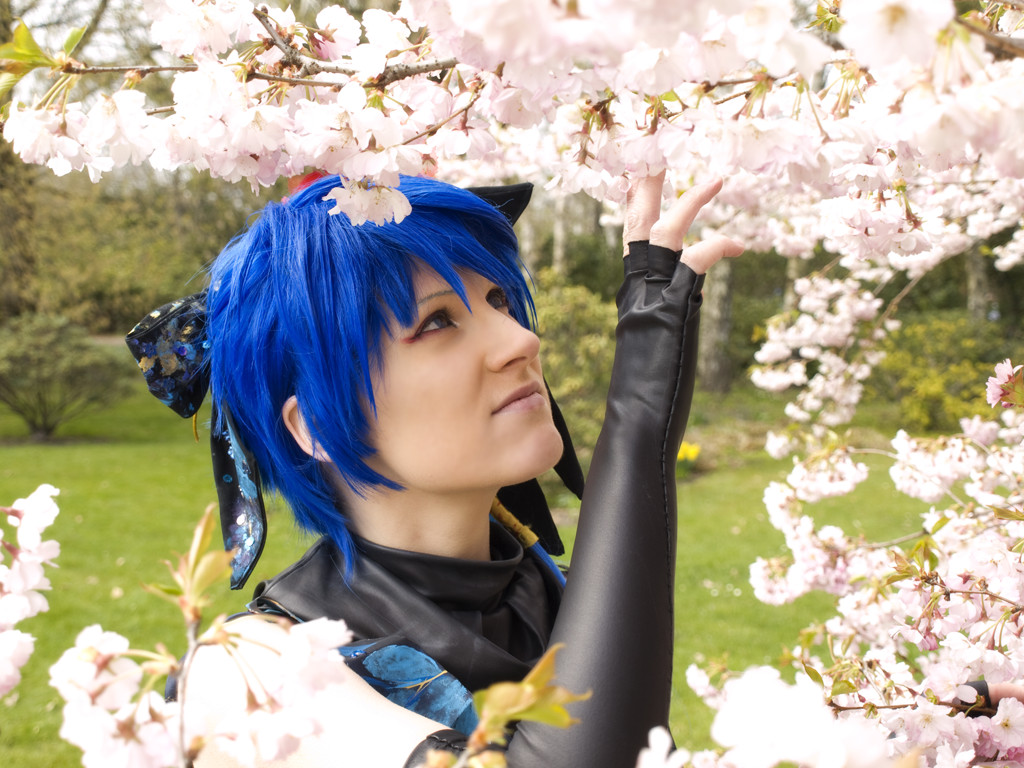 Vocaloid: Kaito Cerry Blossom