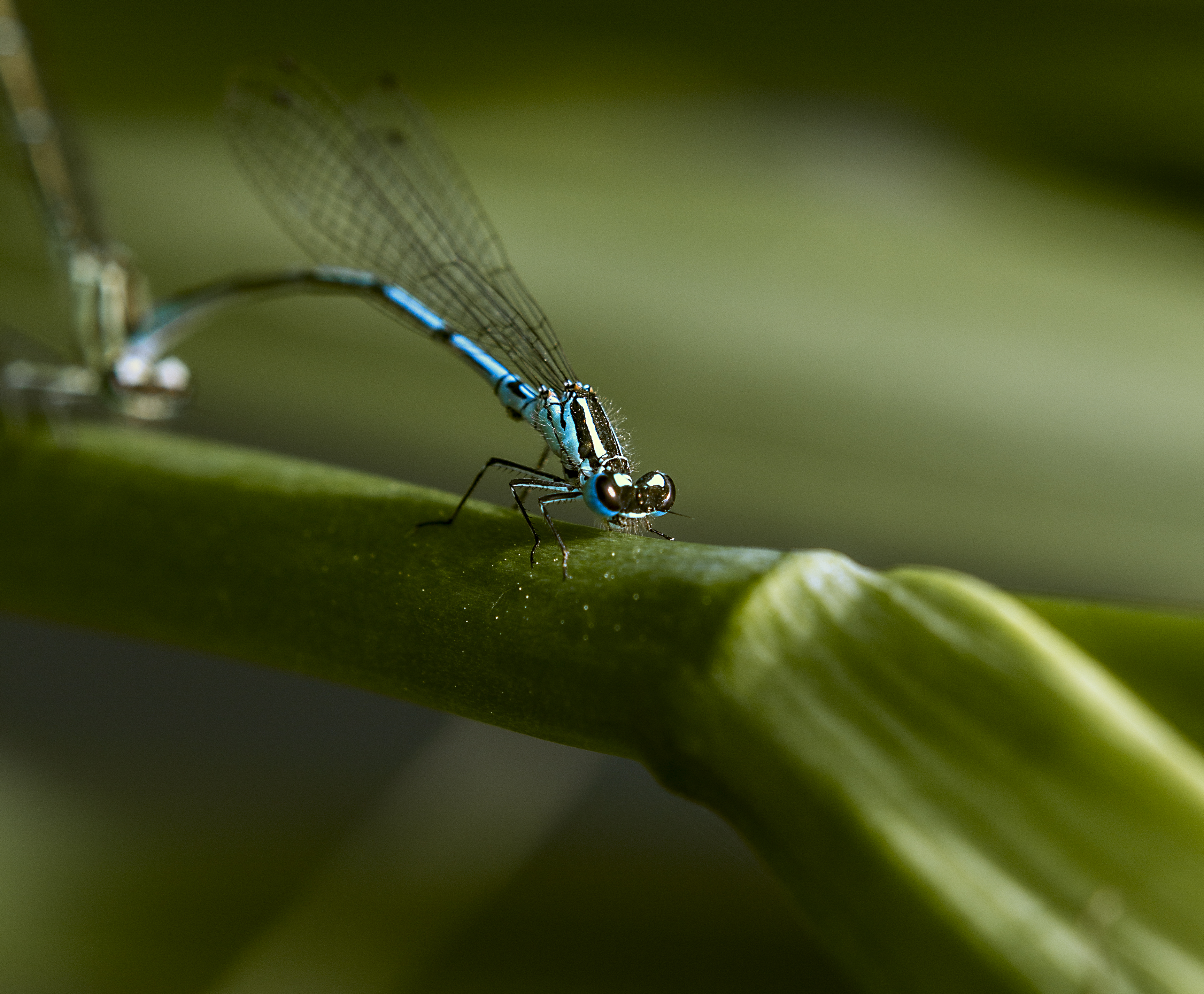 dragonfly close up