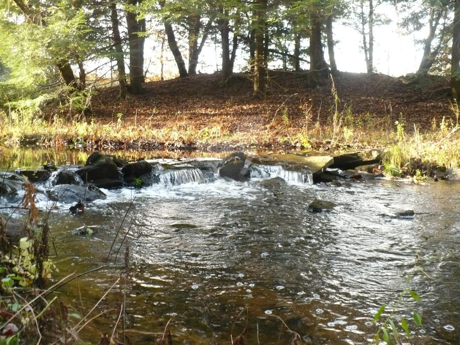 Stepping Stones of RiverClan