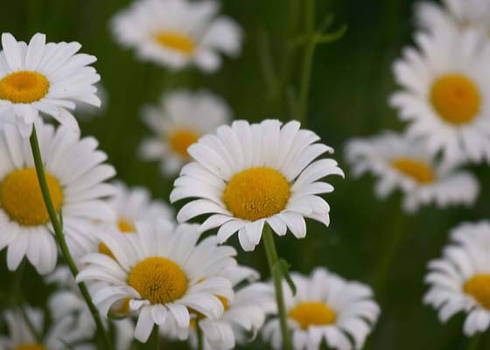 Cheerful Daisies