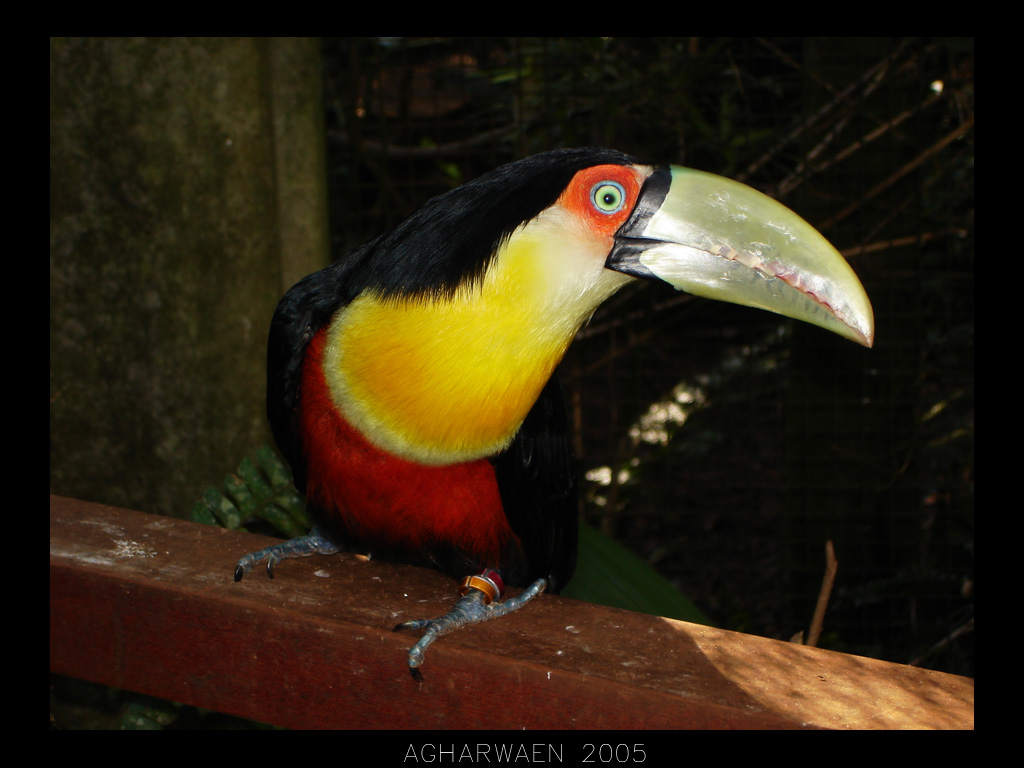 Tucan