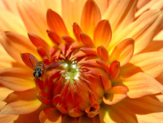 Honey Bee on Dalia