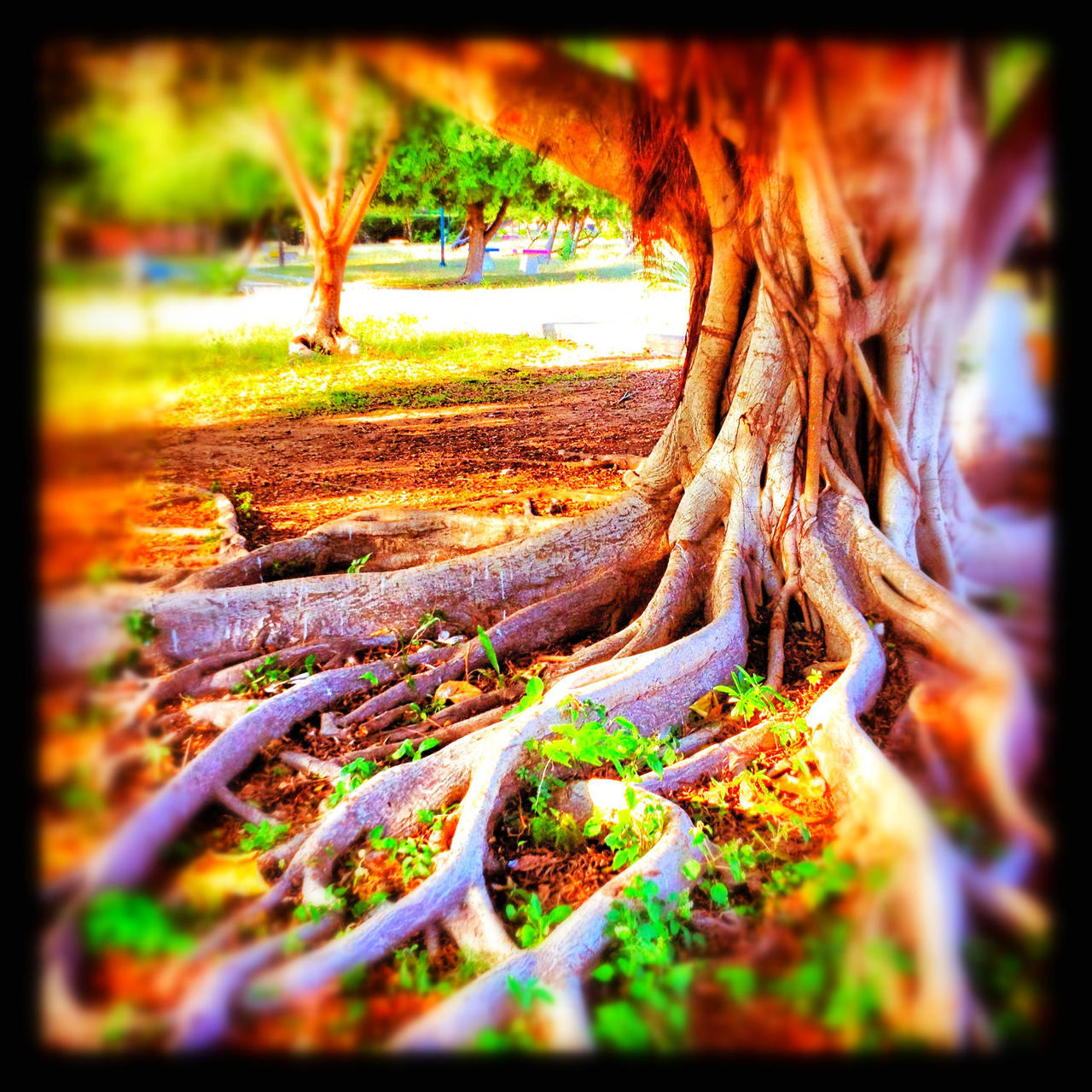 Funky Roots by rudyroiz on DeviantArt