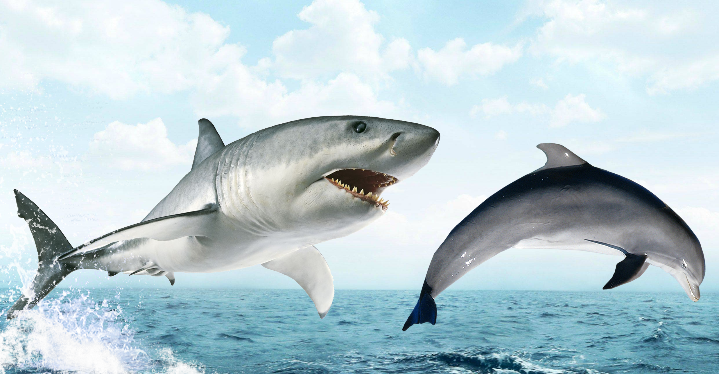 Белая акула против. Касатка Дельфин акула. Касатка и белая акула. Касатка vs белая акула. Дельфин vs акула.