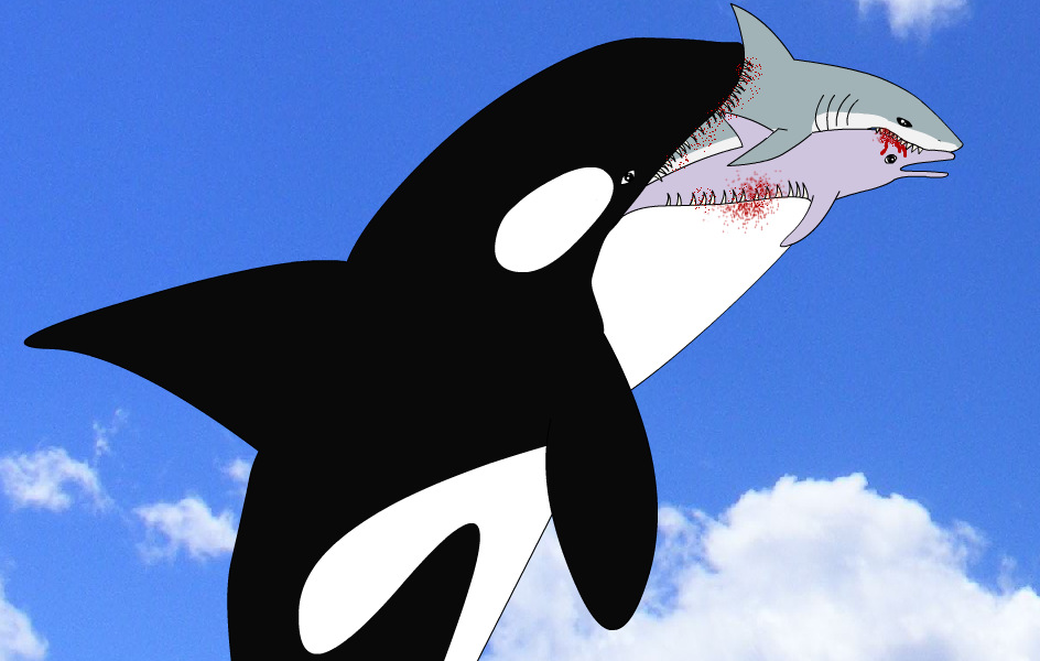 shark attacking a dolphin while the orca eats them