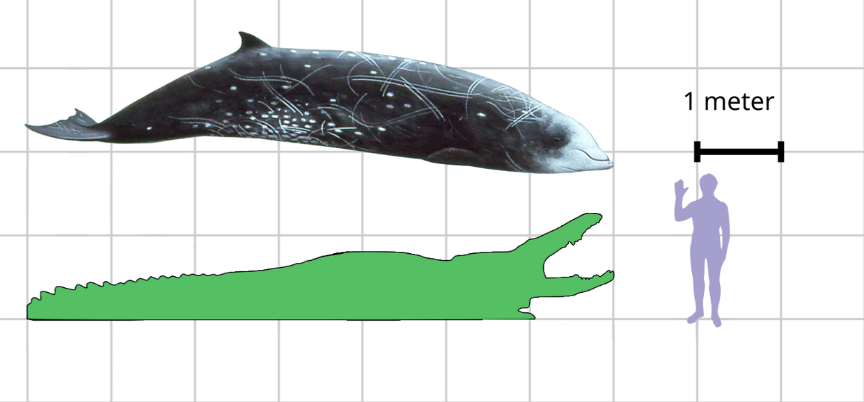 Pyro Raptor Size Size of this goose-beaked whale to the big croc by Pyro-raptor on ...