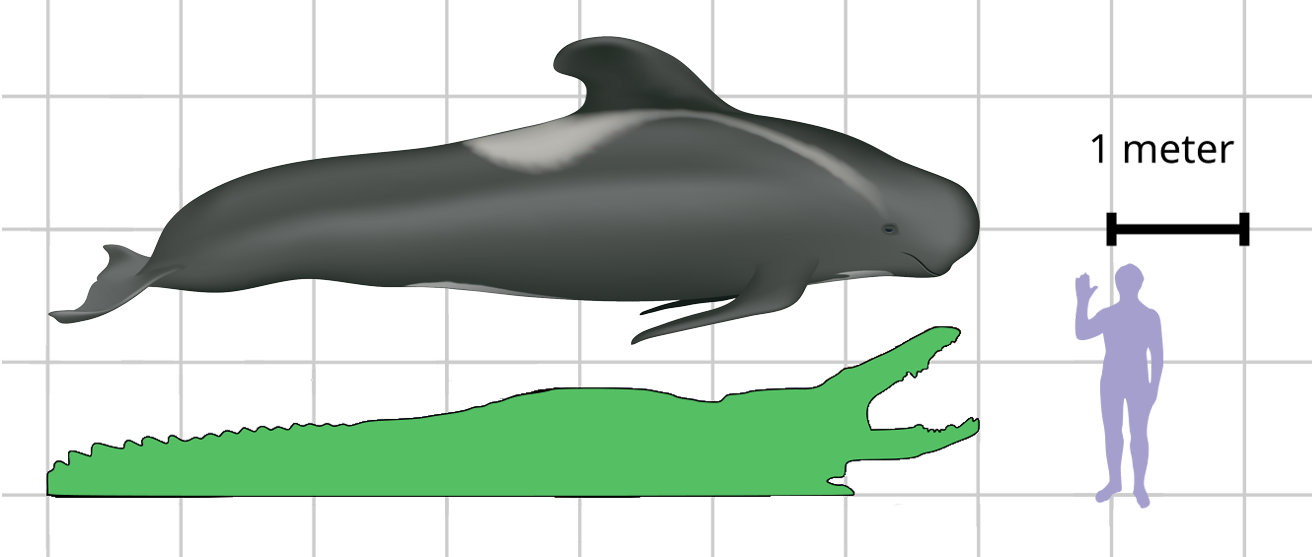 Pyro Raptor Size Size of this pilot whale compared to the big croc by Pyro-raptor on ...