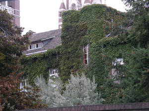 House woven by ivy