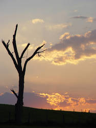 Shedded Tree, Setting Sky.