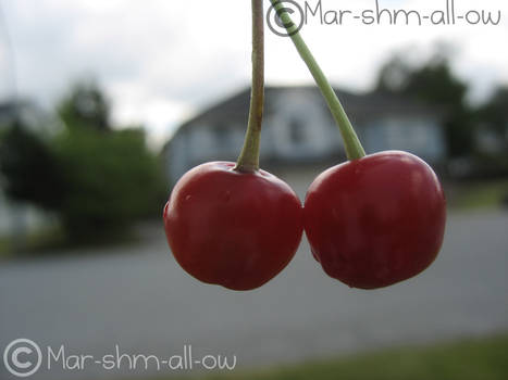 cherry l o v e