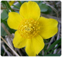 Caltha palustris L.