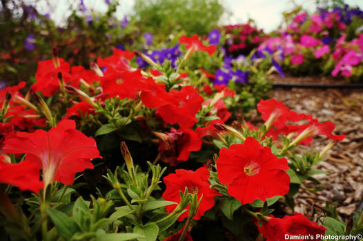 Red Flowers