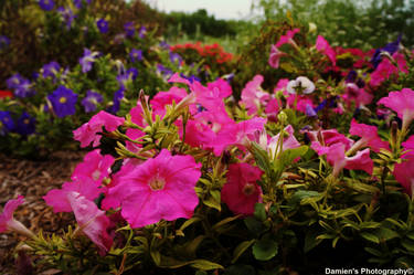 Pink Flowers