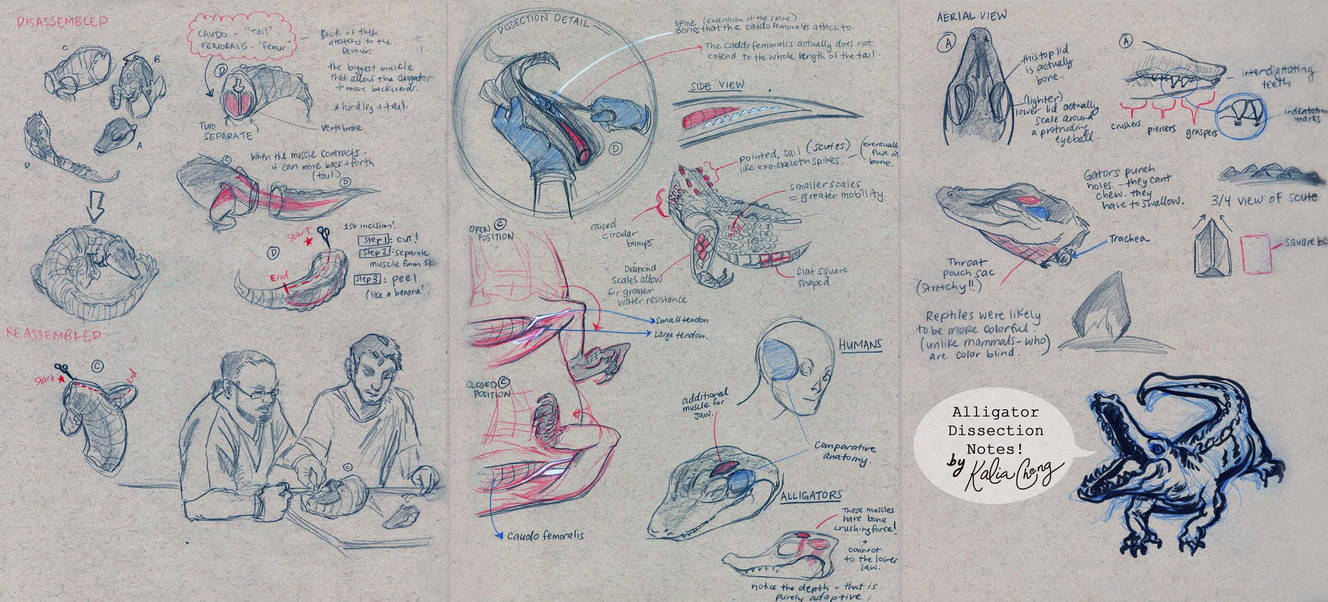 Alligator Dissection Sketches by shinakari on DeviantArt