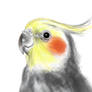 Cockatiel Practice