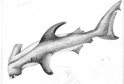 Hammerhead shark drawning