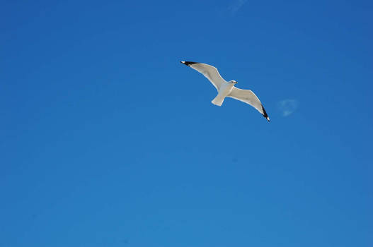 seagull