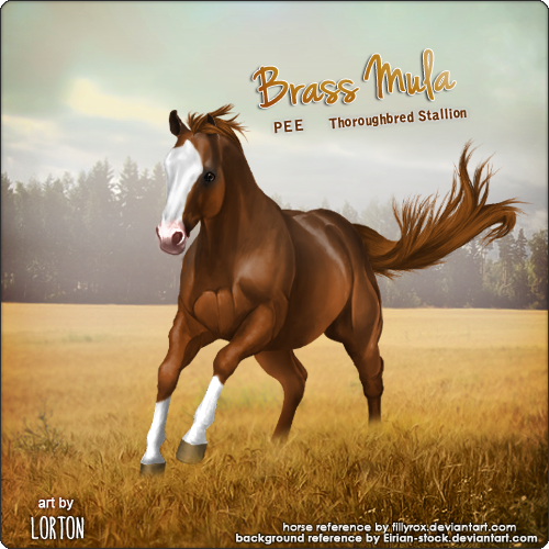 'Brass Mula' Horse Avatar Art