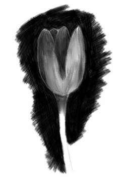 Tulip